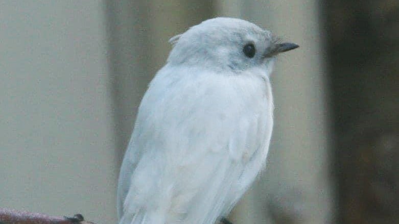 small white bird on a branch