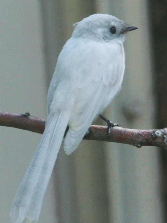 small white bird on a branch