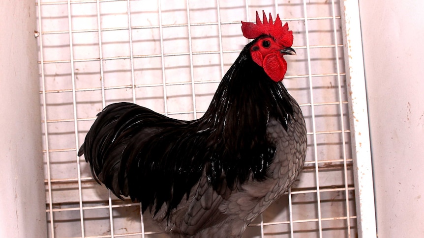 A black chicken with a bright red comb