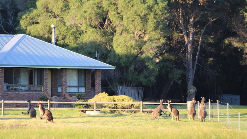Six kangaroos standing in a field of grass in front of a house.