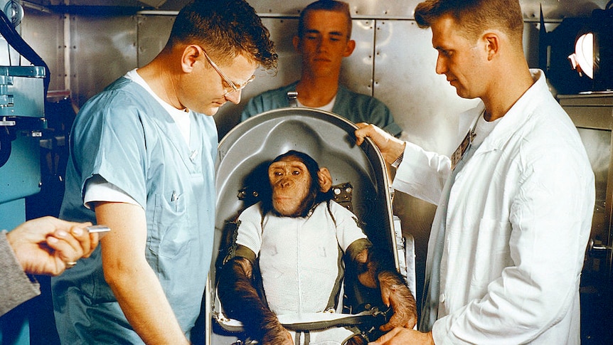 A three-year-old chimpanzee, named Ham, in the biopack couch for the MR-2 suborbital test flight. He has three NASA workers with