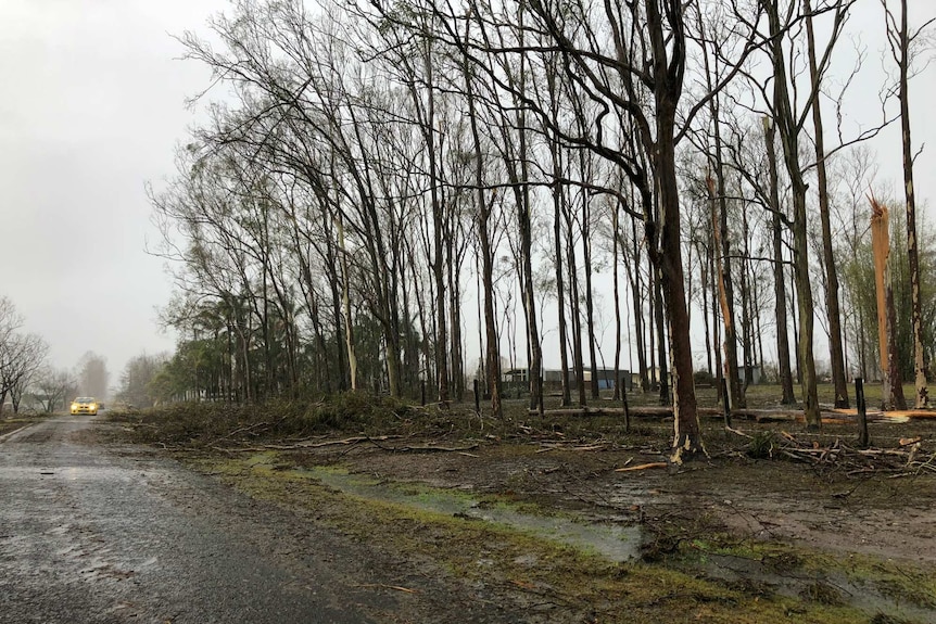 Yengarie trees stripped bare and broken