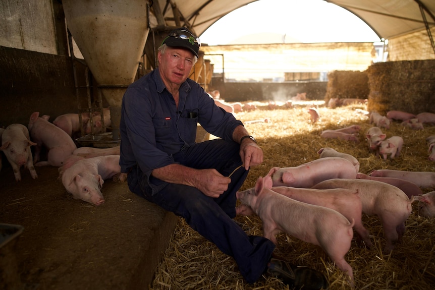 Man sitting down with young pigs around his leg.
