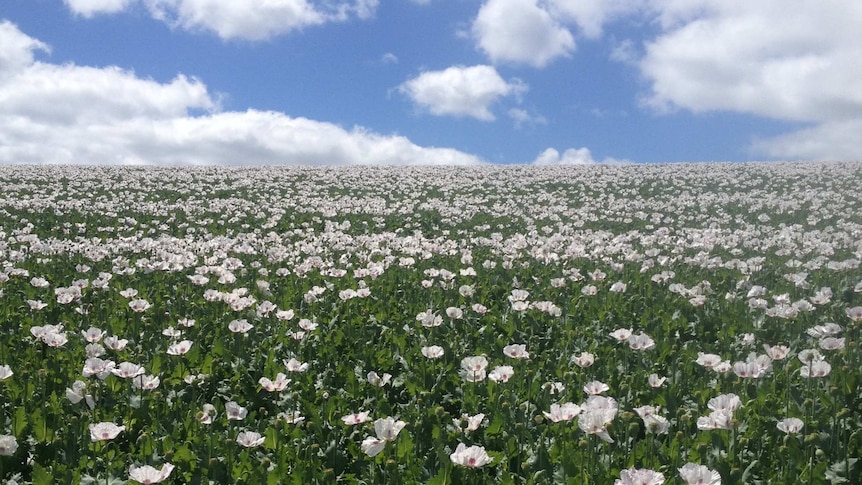 The company has not been able to secure supply of raw poppy material for its Tasmanian plant.
