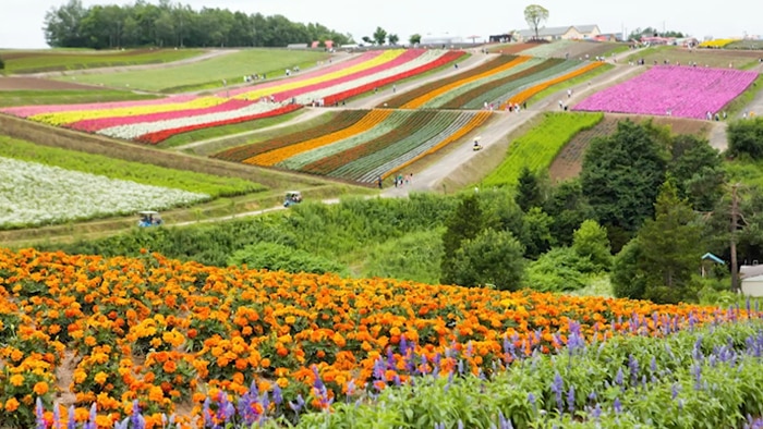 Field filled with bands of coloured flowers