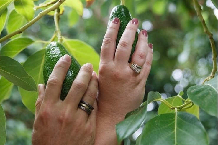 Two hands wearing wedding bands hold avocados.
