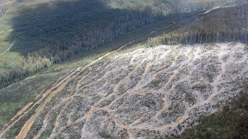 A Forestry Tasmania coupe near the Styx Valley