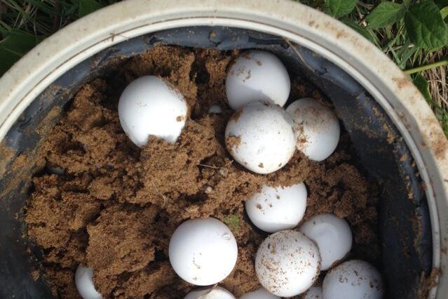 Turtle eggs are relocated ahead of Tropical Cyclone Marcia