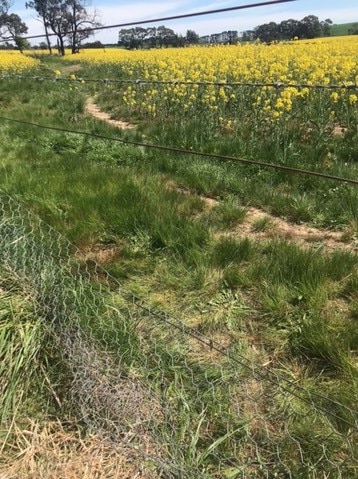 A farm fence showing the mesh rolled down allowing people to climb in between the wire to enter a canola crop.