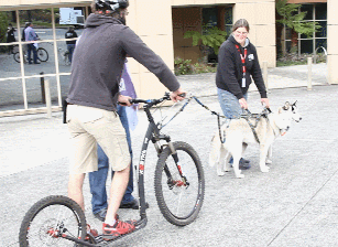 Gif of huskies pulling a scooter