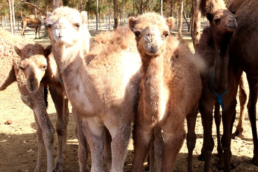 Dandaragan camel farm