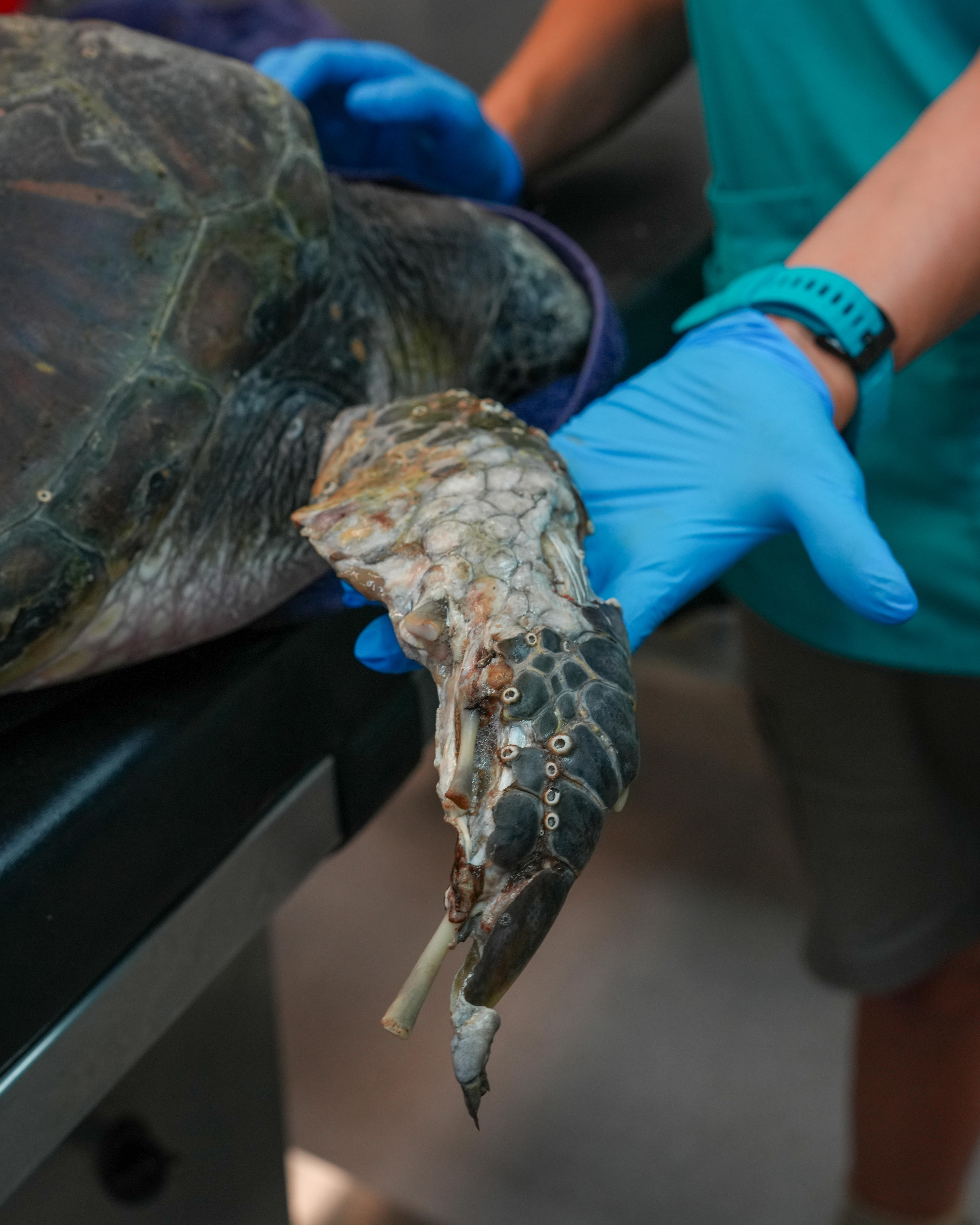 Aleta herida de una tortuga verde atrapada en un hilo de pescar 