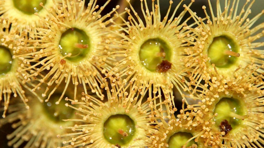 A closeup of yellow, spiky flowers, each like a child's drawing of the sun, bunched closely.