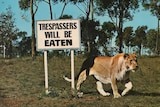 A lion walks past a sign saying 'trespassers will be eaten.'