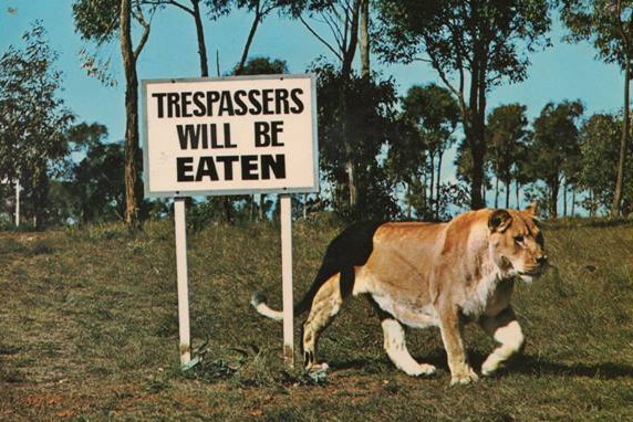 A lion walks past a sign saying 'trespassers will be eaten.'