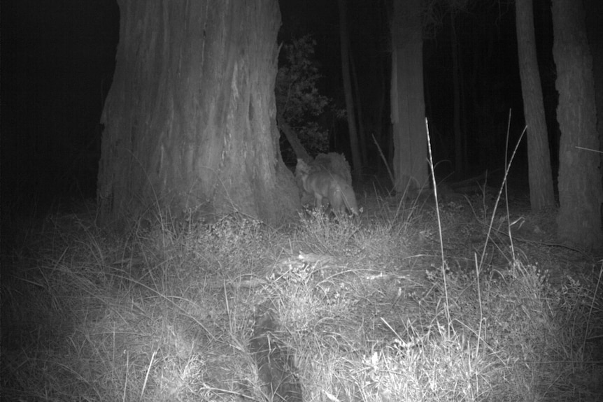 A night-vision image of a fox near a tree in bushland.