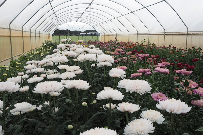 Flowers in rows in a greenhouse 