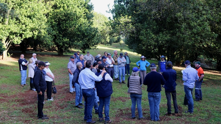 Forty macadamia growers on an orchard listening to a farmer speak.