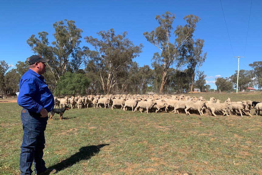 Shane Maurer stands with a whistle in his mouth as his dogs heard sheep.