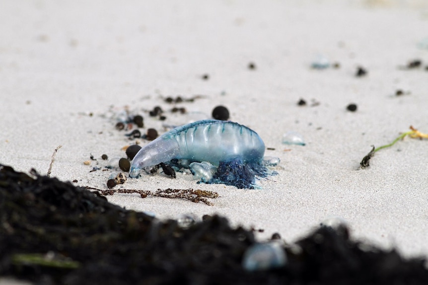 A blue bottle on a beach in WA's south west