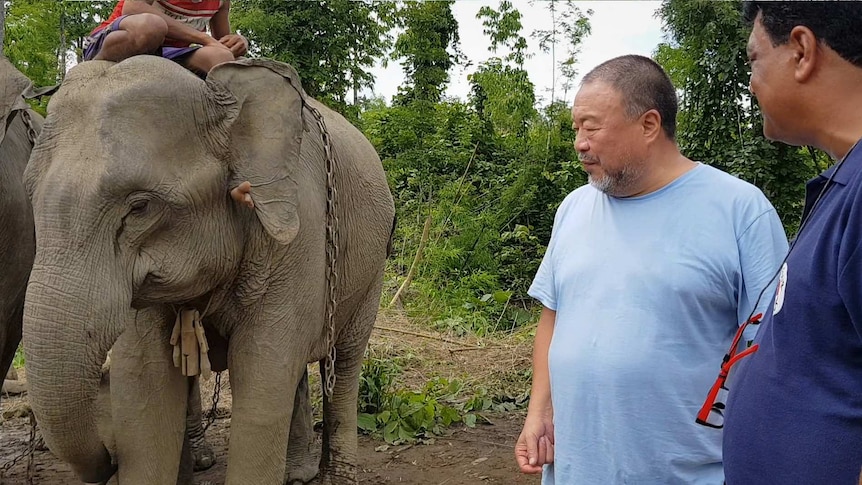 Ai Weiwei stands beside a working elephant in Myanmar. The elephant has chains hanging from it, and a man is riding it.
