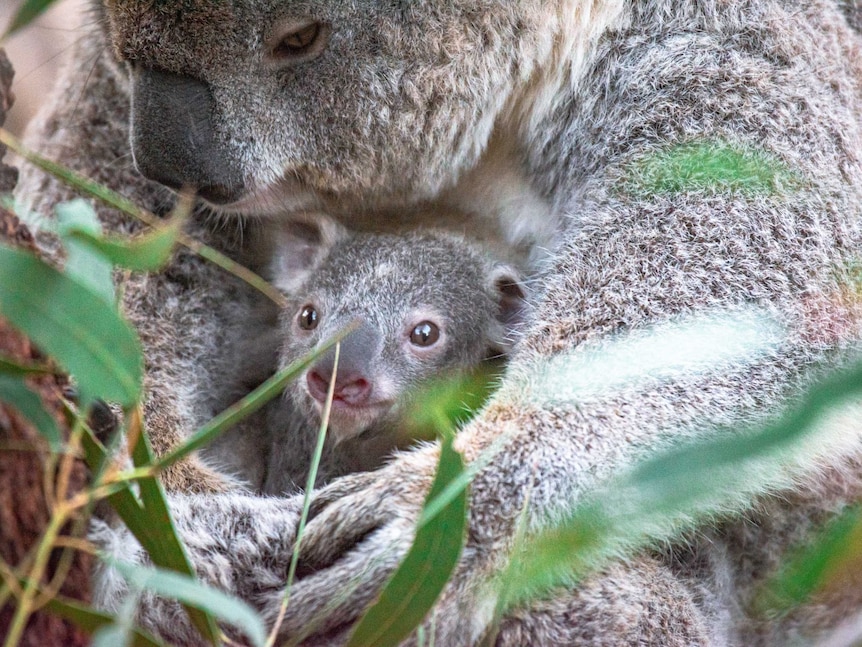 A baby joey's face looks out of its mother's arms.