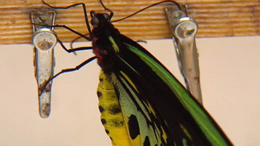 This Cairns Birdwing butterfly is the 500,000 butterfly born at Melbourne Zoo.