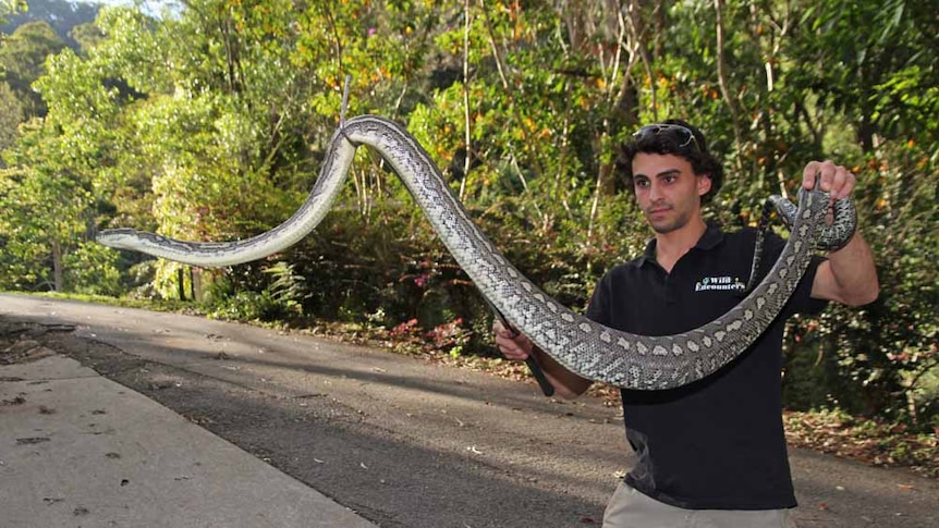 A snake removalist shows a two-metre carpet python