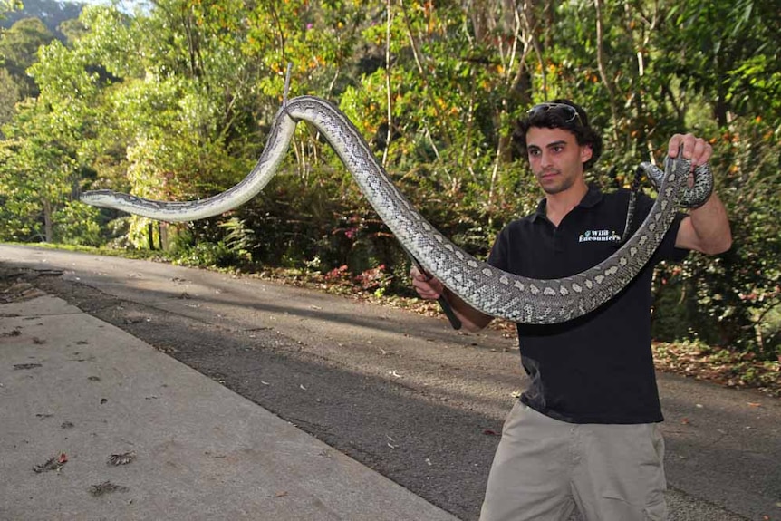 A snake removalist shows a two-metre carpet python