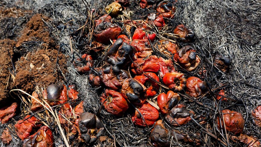 Burnt capsicums on Jeff Pershouse's property.