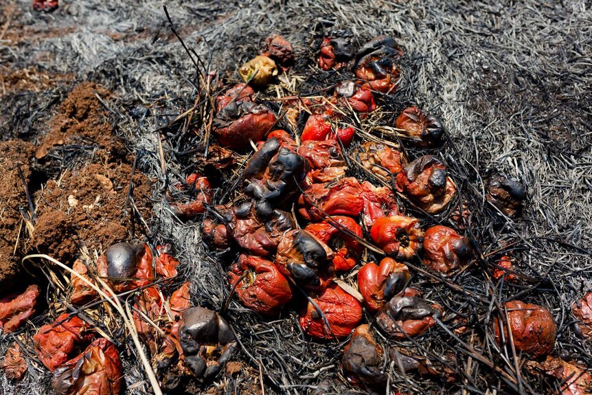 Burnt capsicums on Jeff Pershouse's property.