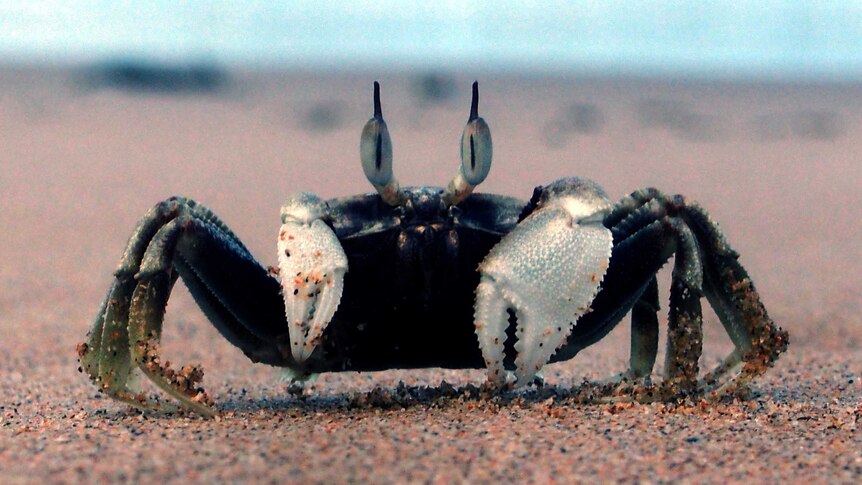 A macro photo of a black and silver crab on a beach.