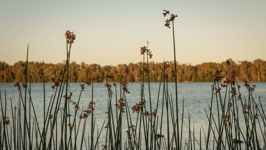 Water at Lake Monger.