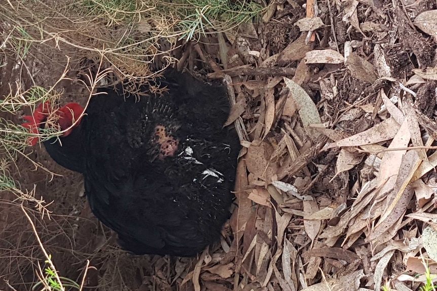 A chicken found burnt in an Adelaide park.