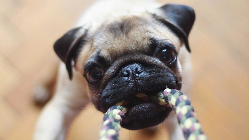 A pug dog playing with a rope for story on adoption during the coronavirus pandemic