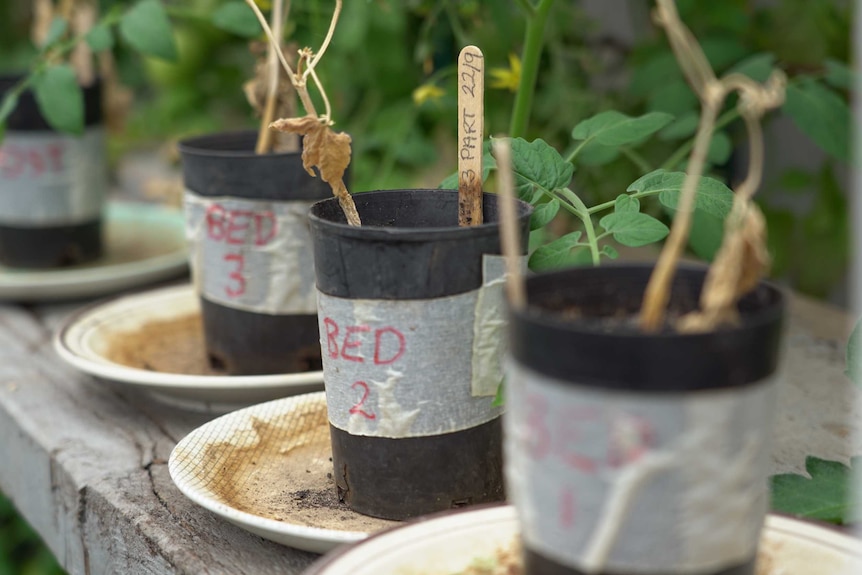 Test pots in a greenhouse containing samples from four batches of soil.