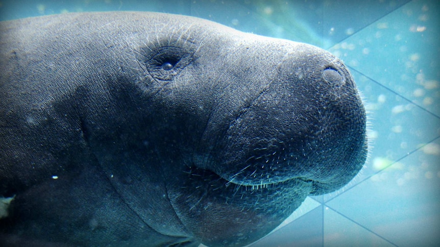 Close up of a Dugong