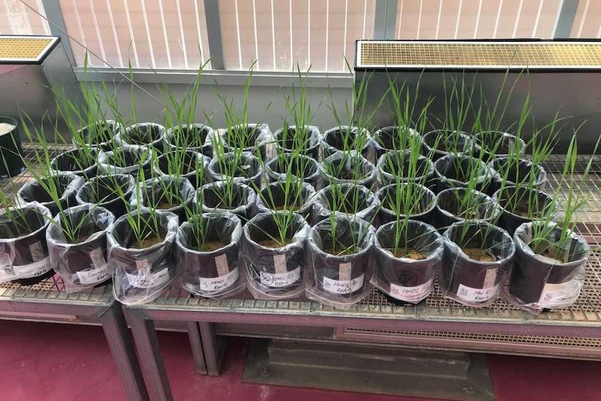 Wheat growing in containers inside a glasshouse in a fertiliser trial