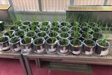 Wheat growing in containers inside a glasshouse in a fertiliser trial