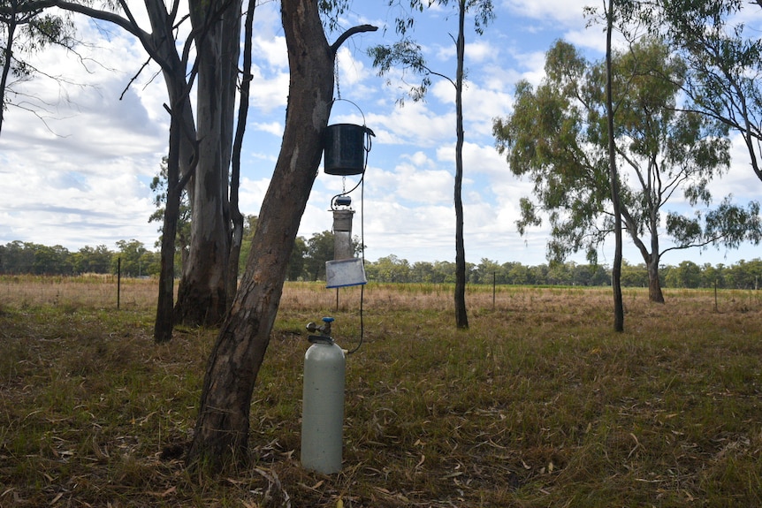 A gas cylinder stand next to a tree which has a black plastic bucket hanging from it.