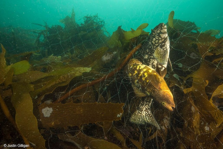 A marble fish and herring cale trapped in a fishing line-style net