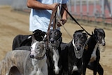 Greyhounds with leads and muzzles.