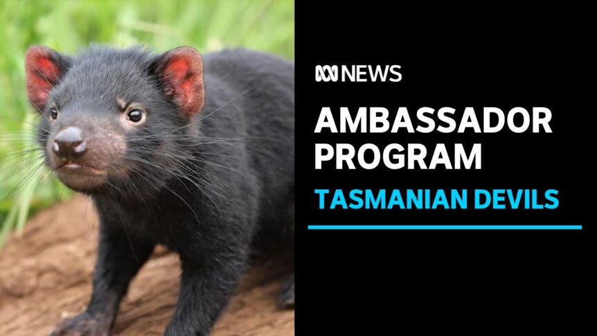 Ambassador Program, Tasmanian Devils: A Tasmanian devil on a log.