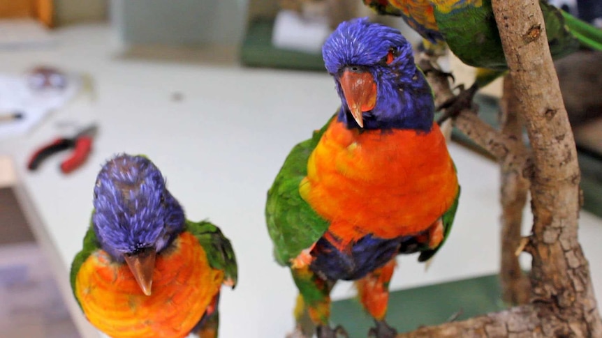 A stuffed rainbow lorikeet on a wooden perch