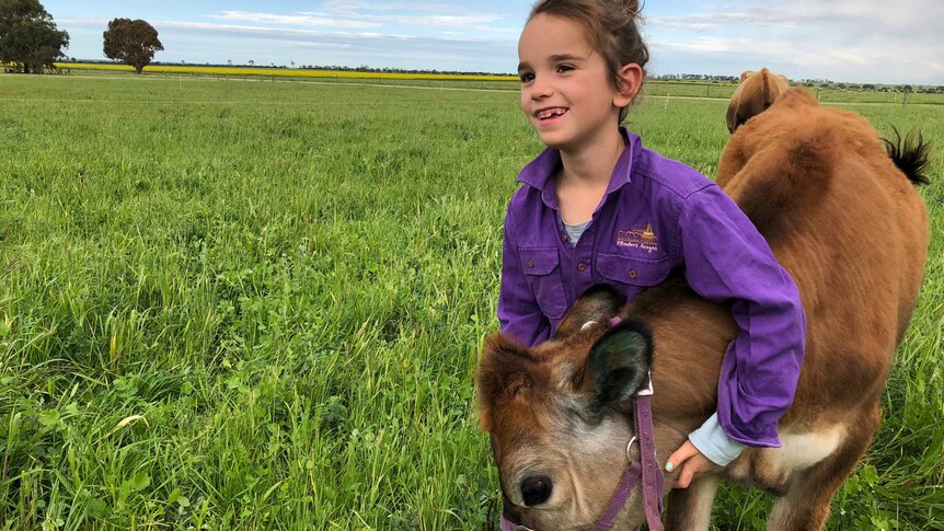 A young girl in a bright purple shirt walks her pet cow