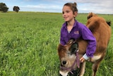 A young girl in a bright purple shirt walks her pet cow