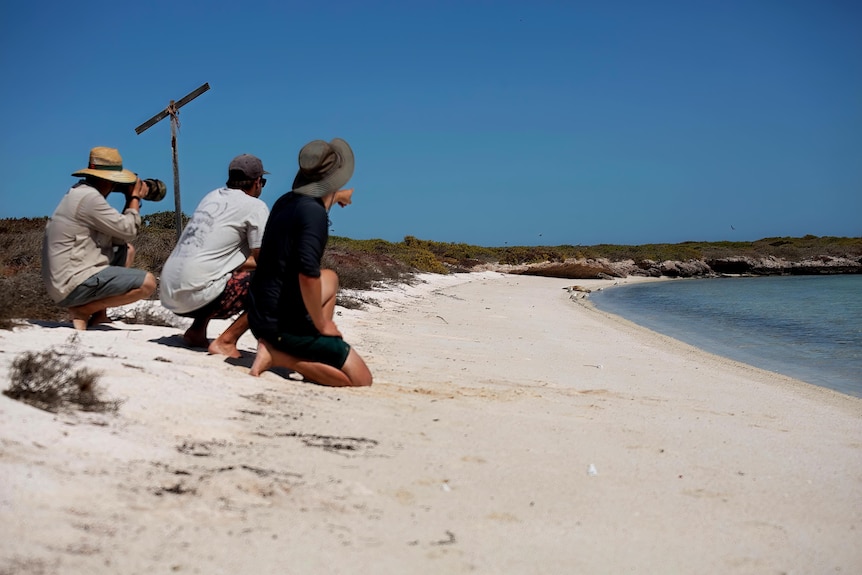 Three men on a beach pointing at a sea lion in the distance 