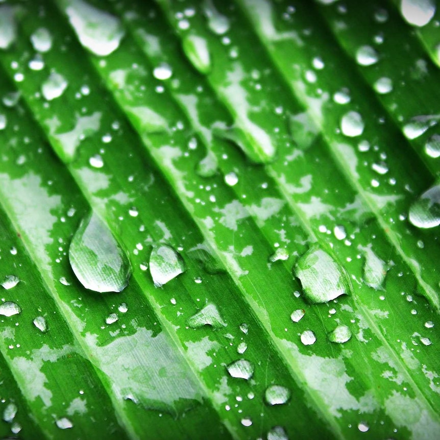 Close up of water droplets sitting in clumps along a striated banana leaf