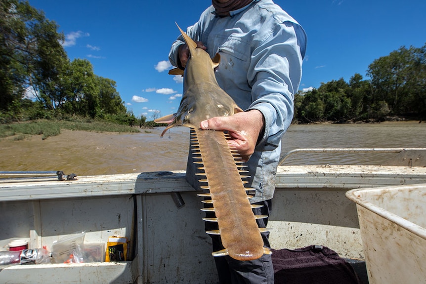 A researcher holds a sawfish with its large, toothy rostrum closest to camera