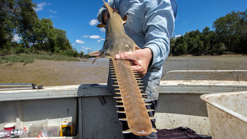 Peter Kyne with a sawfish